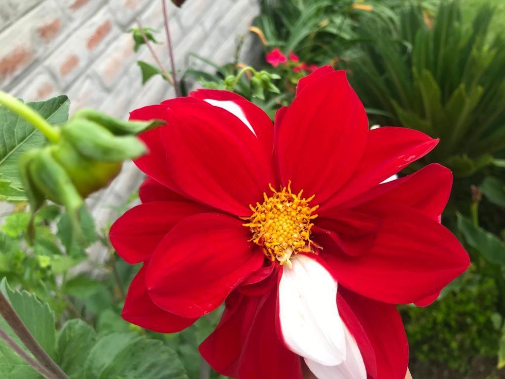 Las Hortensia'S Casa De Huespedes Tababela Eksteriør bilde