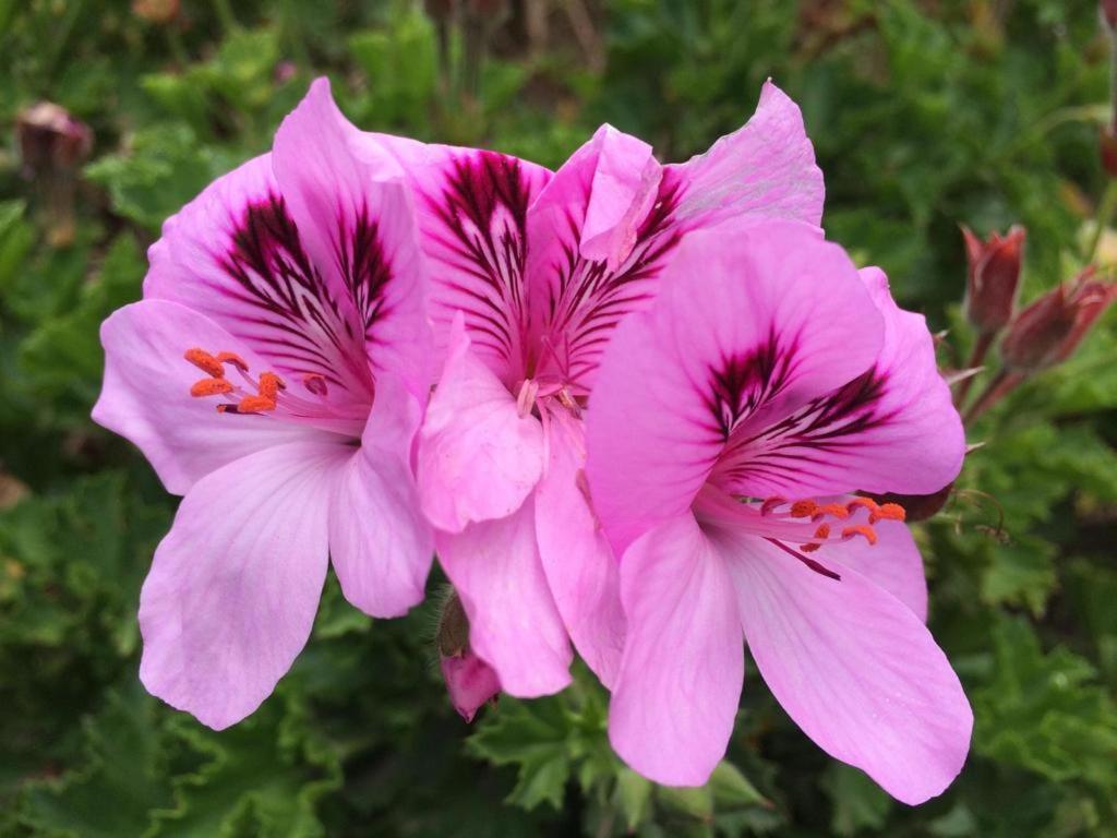 Las Hortensia'S Casa De Huespedes Tababela Eksteriør bilde