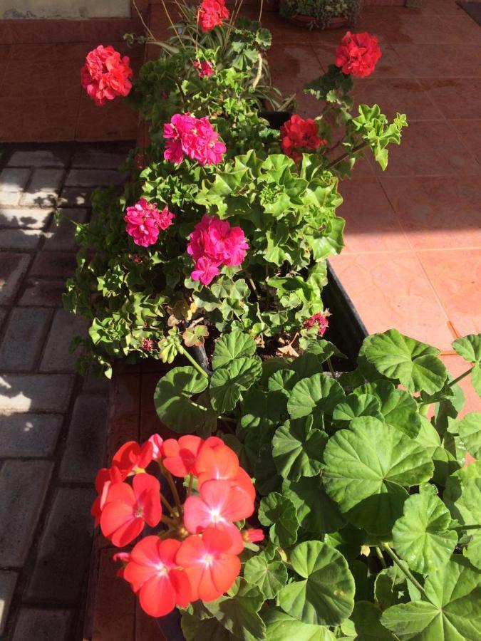 Las Hortensia'S Casa De Huespedes Tababela Eksteriør bilde