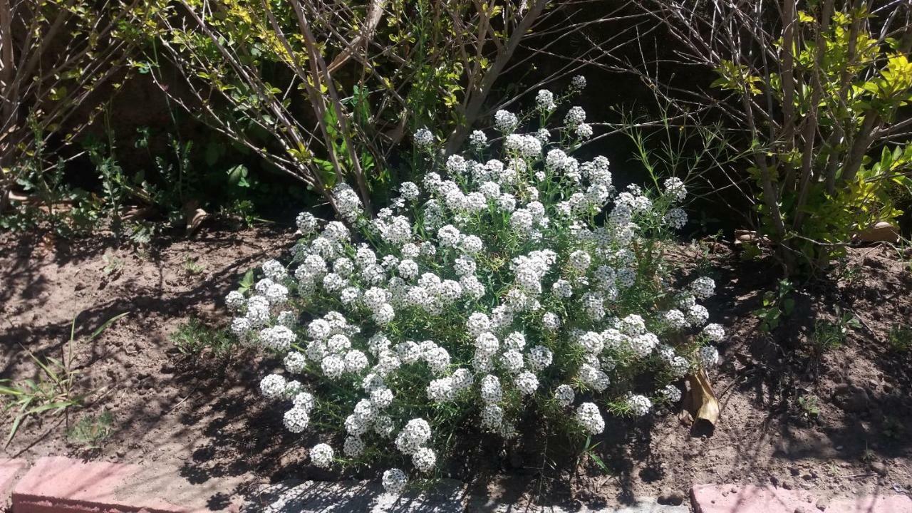 Las Hortensia'S Casa De Huespedes Tababela Eksteriør bilde